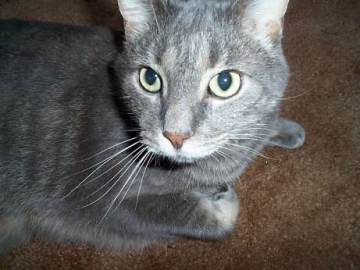 Closeup of a cute cat named Ghost